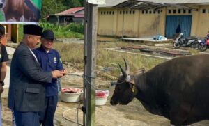 Foto : Pemkab Kukar Salurkan 152 Ekor Sapi Kurban ke Seluruh Wilayah Kabupaten. (Istimewa)